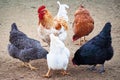Four hans and a rooster Royalty Free Stock Photo