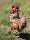 proud rooster with red crest walks with his paw stretched out in