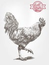 Proud rooster sketch