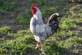 Rooster