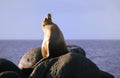 Proud Sea Lion