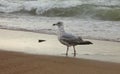 Proud seagull comes out of the North Sea in Ostend