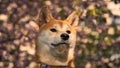 Proud Shiba Inu looks forward with blooming sakura behind him