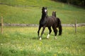 proud shiny black horse in meadow Royalty Free Stock Photo