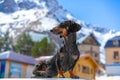 Proud sleek dog tourist in snowy mountains resort with wooden chalets eco houses