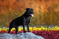 Proud Stafford Terrier stands against the colors Royalty Free Stock Photo