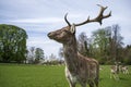Proud stag deer stands tall Royalty Free Stock Photo
