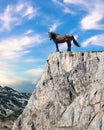 Proud stallion standing on top of a cliff