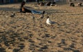 proud standing seagull on the beach on the background sand