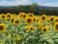 Proud Summer Sunflowers