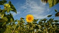 Proud sunflower Royalty Free Stock Photo