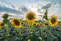 Proud Sunflower Royalty Free Stock Photo