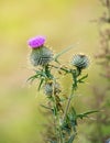A proud Thistle with Purple Flower Head