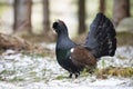 Proud western capercaillie lekking in forest in winter.