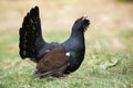 Proud western capercaillie male lekking with open beak in autumn