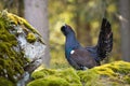 Proud western capercaillie lekking on rock in spring.