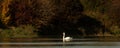 Proud elegant white swan swims alone in the clear water of a atmospheric lake in front of a group dark trees in the season autumn Royalty Free Stock Photo