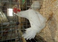 Proud White Leghorn Hen