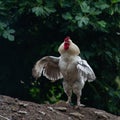 A proud white rooster flapping its wings Royalty Free Stock Photo