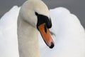 Schwan -swan Royalty Free Stock Photo