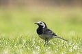 The proud White wagtail