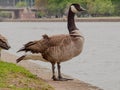 A proud wild goose pauses on the bank Royalty Free Stock Photo