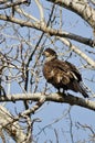 Proud Young Bald Eagle Perched in a Winter Tree Royalty Free Stock Photo