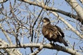 Proud Young Bald Eagle Perched in a Winter Tree Royalty Free Stock Photo
