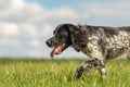 Proud Young proud english springer spaniel hunting dog on a meadow Royalty Free Stock Photo