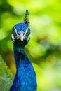 Proudly looking peacock in front of green background Royalty Free Stock Photo