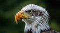 Proudly Soaring: Bald Eagle Honors Memorial Day and 4th of July with American Pride Royalty Free Stock Photo