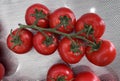 Prova On the Vine tomatoes in bunches, Solanum lycopersicum Royalty Free Stock Photo