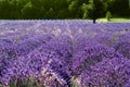 Provance lavander field Royalty Free Stock Photo