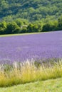 Provance lavander field Royalty Free Stock Photo