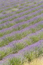 Provance lavander field Royalty Free Stock Photo