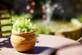 Provencal garden of small typical town in Provence, France. Beautiful village, with french cute details. Royalty Free Stock Photo