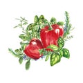 Provencal herbs with red sweet pepper, watercolor illustration on a white background. Isolated bouquet of cumin, basil, rosemary,