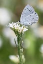 Provencal short-tailed blue. Cupido alcetas