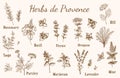 Hand drawn Provencal spices and herbs Royalty Free Stock Photo