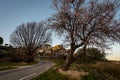 The provencal village of Joucas in the luberon national park with a flowering almond tree in the forground in late winter , pr