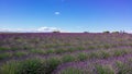 Provence - Blooming lavender field with purple rows of lavender, trees and clouds on the blue sky, Plateau de Valensole Royalty Free Stock Photo