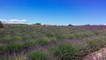 Provence - Blooming lavender field with purple rows of lavender, trees and clouds on the blue sky, Plateau de Valensole Royalty Free Stock Photo