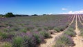 Provence - Blooming lavender field with purple rows of lavender, trees and clouds on the blue sky, Plateau de Valensole Royalty Free Stock Photo