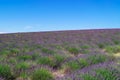 Provence - Blooming lavender field with purple rows of lavender, trees and clouds on the blue sky, Plateau de Valensole Royalty Free Stock Photo