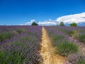 Provence - Blooming lavender field with purple rows of lavender, trees and clouds on the blue sky, Plateau de Valensole Royalty Free Stock Photo