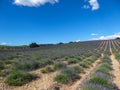 Provence - Blooming lavender field with purple rows of lavender, trees and clouds on the blue sky, Plateau de Valensole Royalty Free Stock Photo