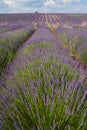 Provence, blossoming purple lavender field at Valensole France Royalty Free Stock Photo