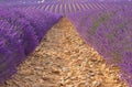 Provence, blossoming purple lavender field at Valensole France Royalty Free Stock Photo