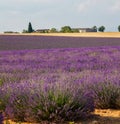 Provence, blossoming purple lavender field at Valensole France Royalty Free Stock Photo