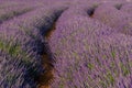 Provence, blossoming purple lavender field at Valensole France Royalty Free Stock Photo